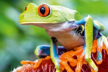 Le Costa Rica ferme ses zoos et rend la liberté aux animaux !